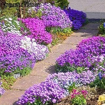 Purple Aubrieta Cascade Flower seeds for Planting Shade Tolerant, Heirloom & GMO Free Seeds for Home Garden vegetable and garden seeds
