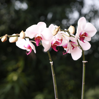 Phalaenopsis Orchid Flower seeds for Planting Seasonal Bloomer Heirloom & GMO Free Seeds for Home Garden