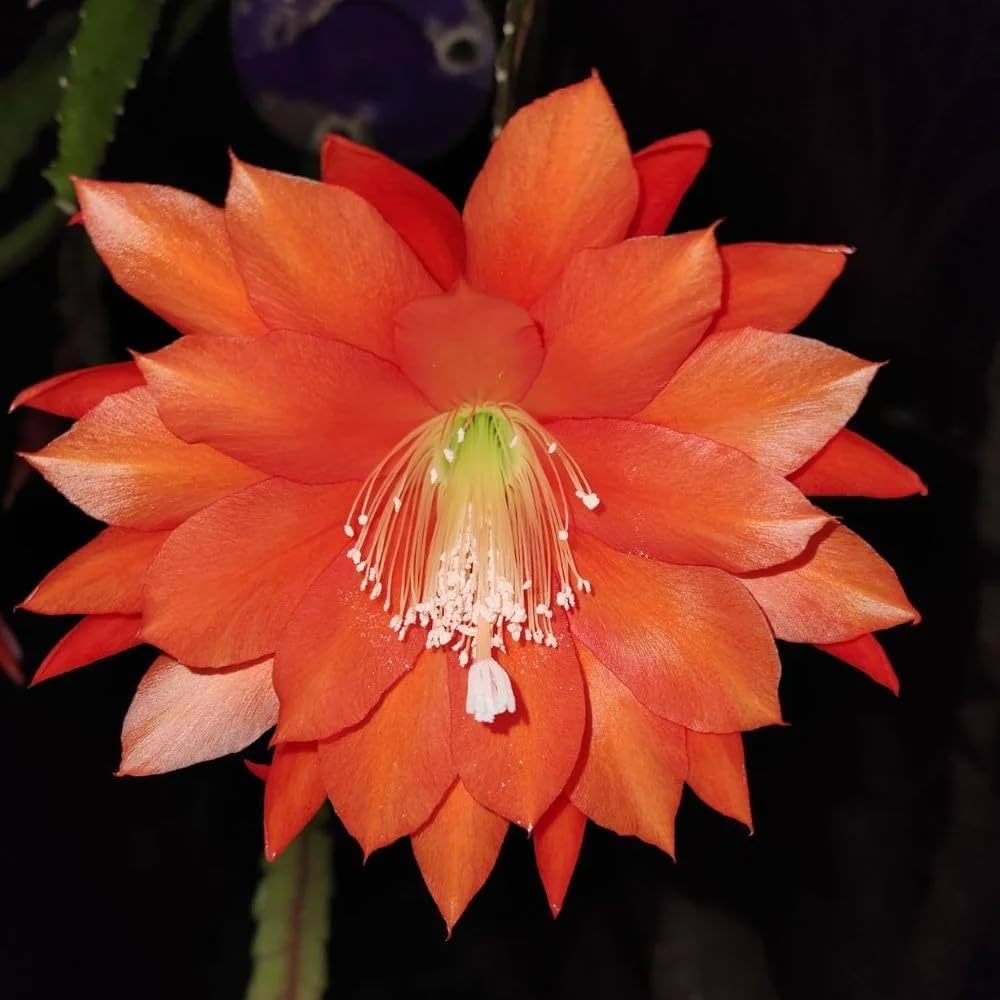 Orange Epiphyllum Oxypetalum Flower seeds for Planting Perfect for Borders Heirloom & GMO Free Seeds for Home Garden
