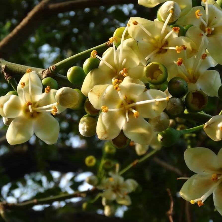 Green Ceiba Pentandra Flower seeds for Planting Perfect for Borders, Heirloom & GMO Free Seeds for Home Garden Sale vegetable and garden seeds