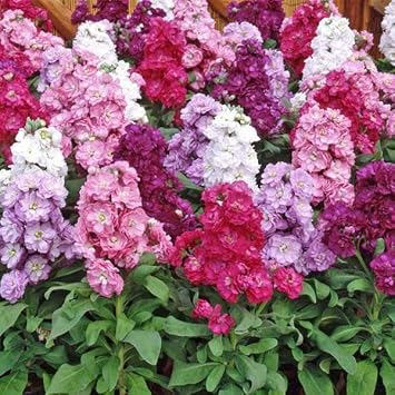Mixed Matthiola Incana Flower seeds for Planting Fragrant Blossoms, Heirloom & GMO Free Seeds for Home Garden seeds for planting