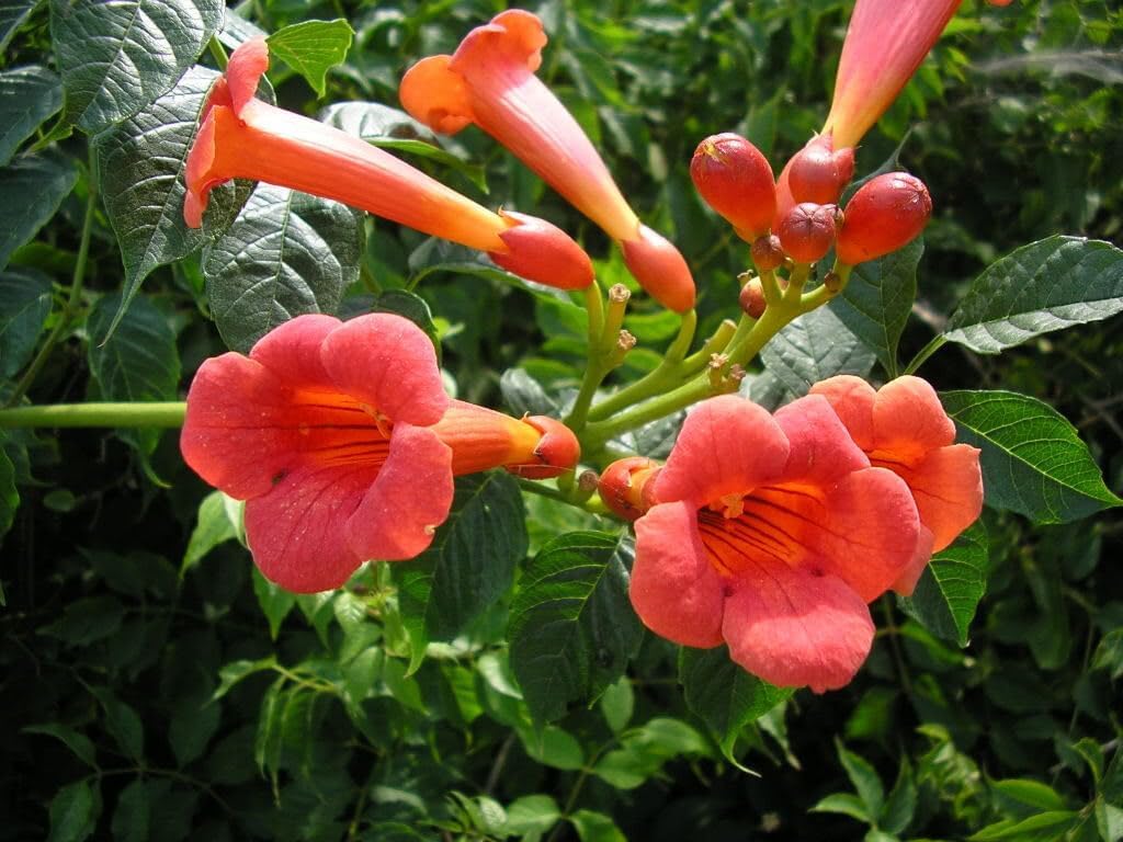Enredadera Trompetan Flower seeds for Planting Shade Tolerant, Heirloom & GMO Free Seeds for Home Garden seeds for planting