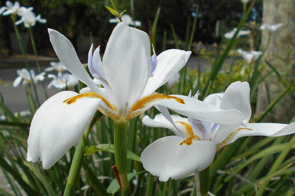 Iridioides Flower seeds for Planting Pollinator Friendly Heirloom & GMO Free Seeds for Home Garden