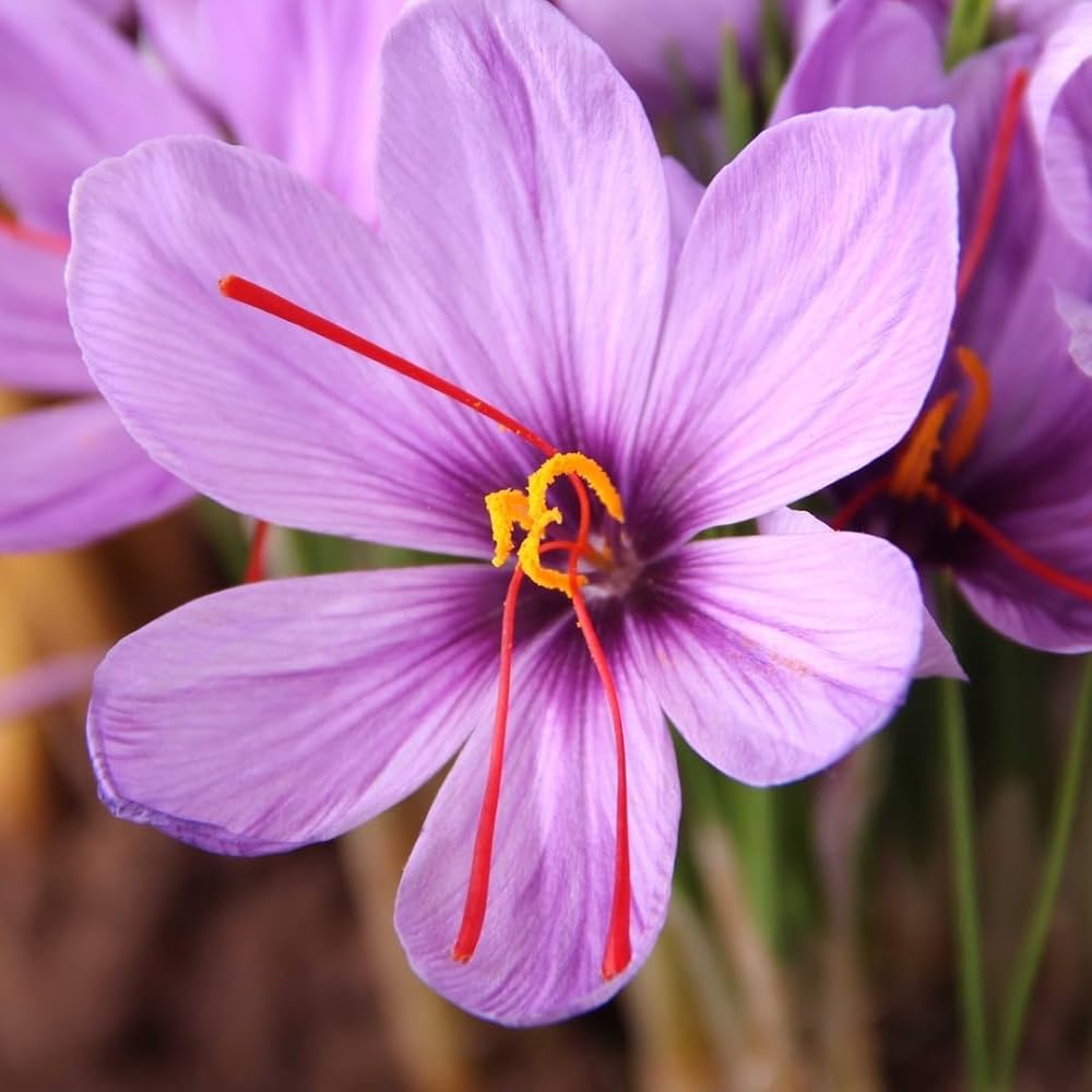 Premium Hatsuga Saffron Crocus Mixed Flower seeds for Planting Sun Loving, Heirloom & GMO Free Seeds for Home Garden seeds