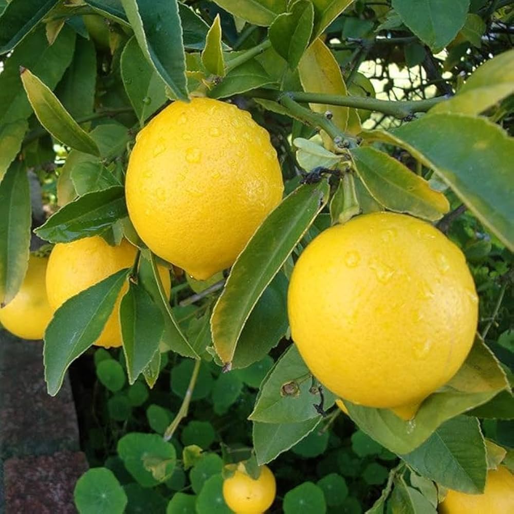Fresh Harvest Lemon Seeds for Planting - Evergrowseeds
