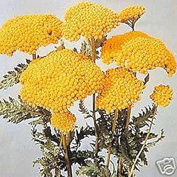 High quality Yarrow Flower seeds for Planting Low Maintenance, Heirloom & GMO Free Seeds for Home Garden seeds pack