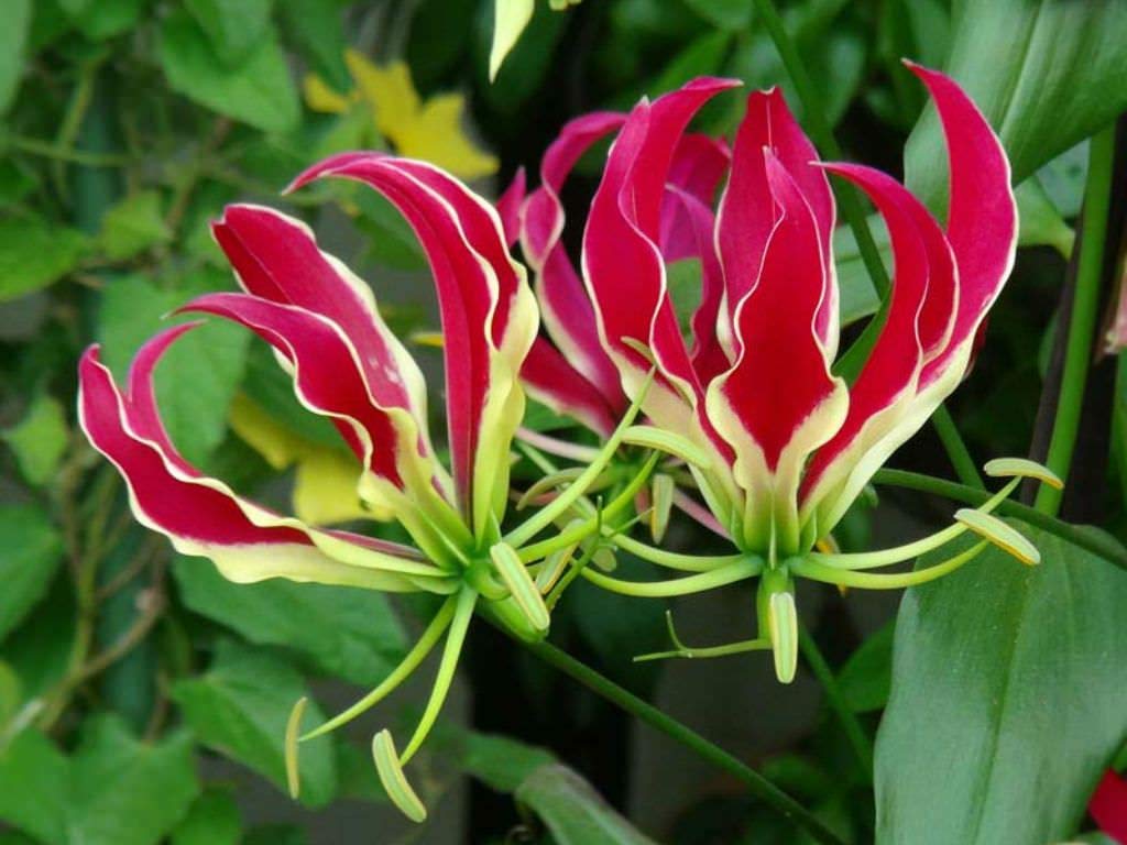 Red Rothschildiana Flower seeds for Planting Perfect for Borders, Heirloom & GMO Free Seeds for Home Garden vegetable and garden seeds
