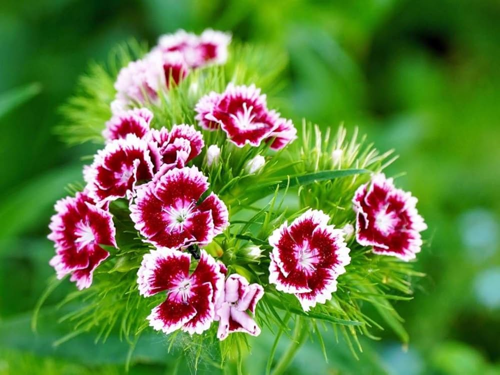 Heirloom Dianthus Barbatus Flower seeds for Planting Vibrant Colors Heirloom & GMO Free Seeds for Home Garden