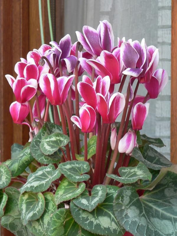 Premium Pink & White Cyclamen Flower seeds for Planting Cut Flower Favorite, Heirloom & GMO Free Seeds for Home Garden seeds