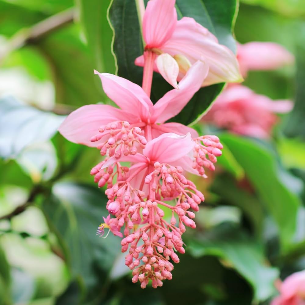 Medinilla Pink Flower seeds for Planting - Cottage Garden Essential, Heirloom & GMO Free Seeds for Home Garden