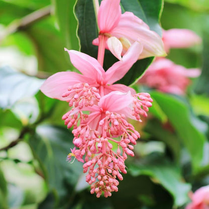 Medinilla Pink Flower seeds for Planting - Cottage Garden Essential, Heirloom & GMO Free Seeds for Home Garden