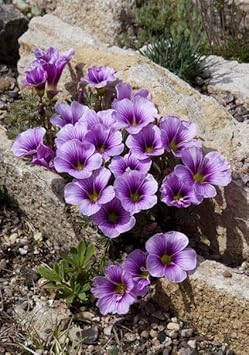 Oxalis Laciniata Flower seeds for Planting Premium Quality, Heirloom & GMO Free Seeds for Home Garden seeds for planting