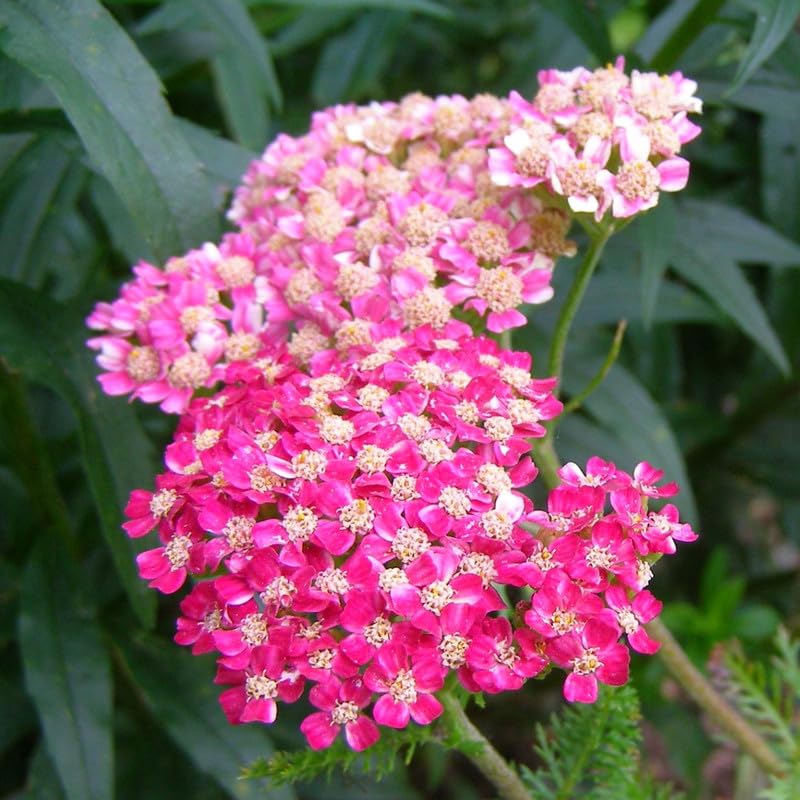 Yarrow Flower seeds for Planting Hardy Variety Heirloom & GMO Free Seeds for Home Garden