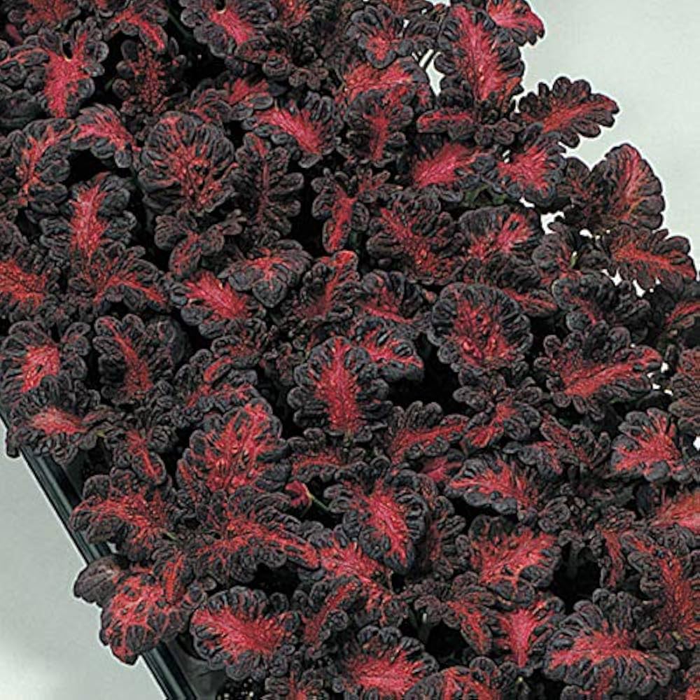 High quality Black Dragon Coleus Flower seeds for Planting Long Bloom Season, Heirloom & GMO Free Seeds for Home Garden seeds pack