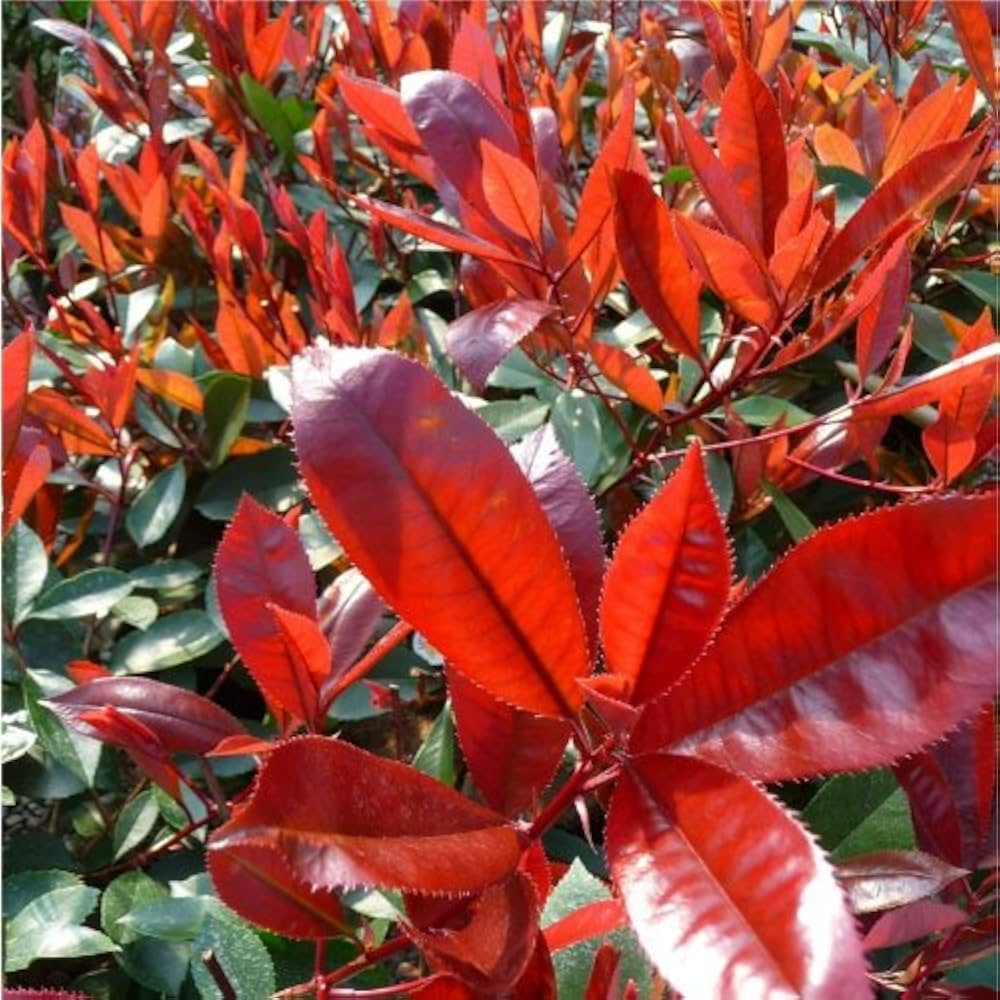 Red Photinia Robin Flower seeds for Planting Drought Tolerant, Heirloom & GMO Free Seeds for Home Garden seeds for planting