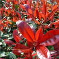 Red Photinia Robin Flower seeds for Planting Drought Tolerant, Heirloom & GMO Free Seeds for Home Garden seeds for planting