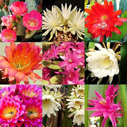 Samen Kakteen Flower seeds for Planting Sun Loving Heirloom & GMO Free Seeds for Home Garden