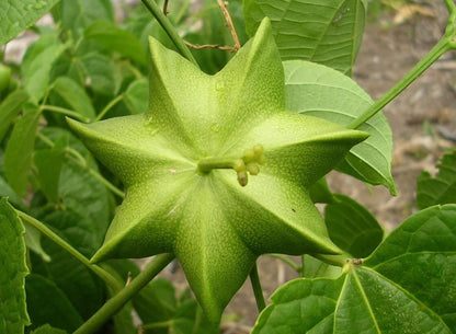 Plukenetia Flower seeds for Planting Colorful Display Heirloom & GMO Free Seeds for Home Garden