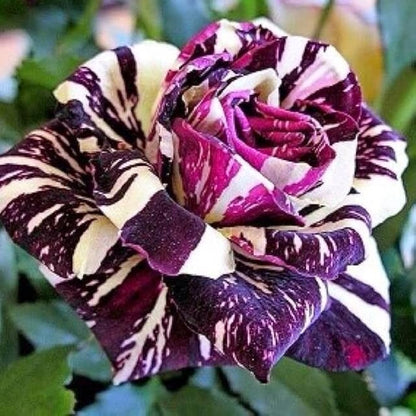 Tiger Striped Rose Flower seeds for Planting Shade Tolerant Heirloom & GMO Free Seeds for Home Garden