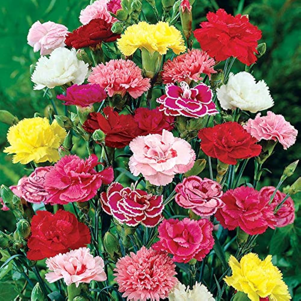Carnation Flower seeds for Planting Compact Growth, Heirloom & GMO Free Seeds for Home Garden vegetable and garden seeds