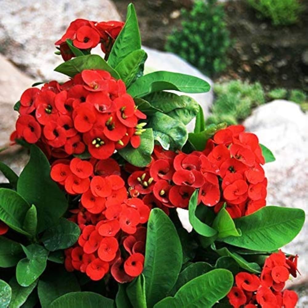 High quality Violet Euphorbia Milii Flower seeds for Planting Cottage Garden Essential, Heirloom & GMO Free Seeds for Home Garden seeds pack