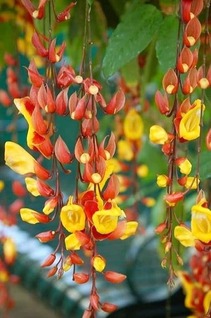 Thunbergia Coccinea Flower seeds for Planting Compact Growth Heirloom & GMO Free Seeds for Home Garde