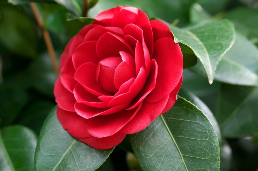 High quality Light Orange Camellia Flower seeds for Planting Perfect for Borders, Heirloom & GMO Free Seeds for Home Garden seeds pack