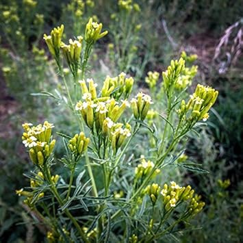 Yellow Tagetes Minuta Flower seeds for Planting Drought Tolerant, Heirloom & GMO Free Seeds for Home Garden seeds for planting