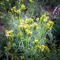 Yellow Tagetes Minuta Flower seeds for Planting Drought Tolerant, Heirloom & GMO Free Seeds for Home Garden seeds for planting