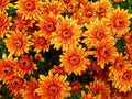 Orange Yellow Chrysanthemum Flower seeds for Planting Low Maintenance, Heirloom & GMO Free Seeds for Home Garden seeds for planting