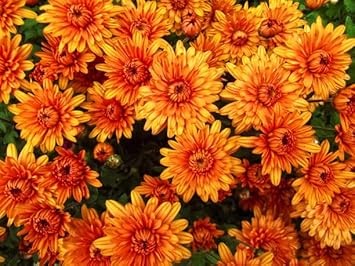 Orange Yellow Chrysanthemum Flower seeds for Planting Low Maintenance, Heirloom & GMO Free Seeds for Home Garden seeds for planting