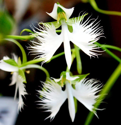 Egret (Egret Flower) seeds for planting in home garden