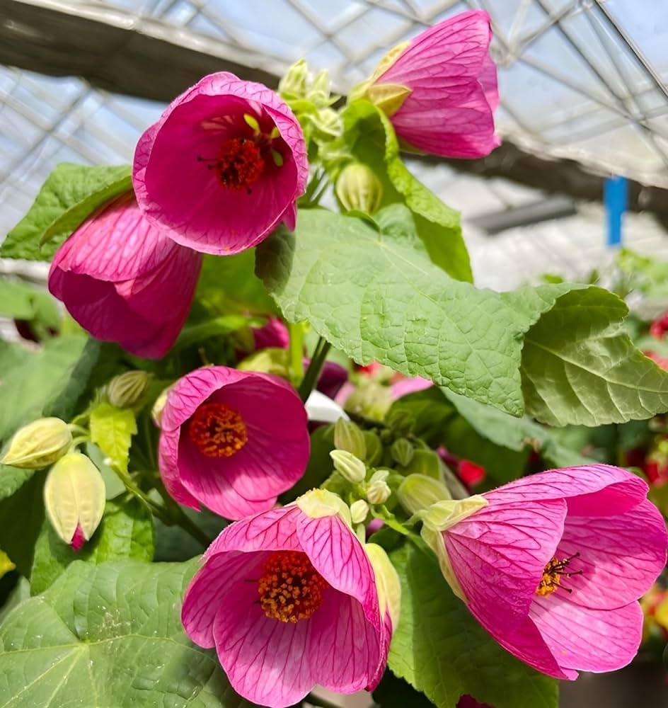 Premium Pink Abutilon Striatum Flower seeds for Planting Wildflower Mix, Heirloom & GMO Free Seeds for Home Garden seeds