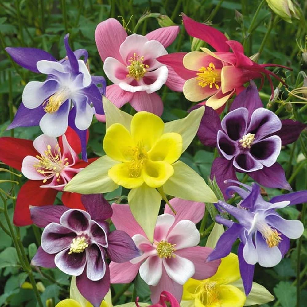 Aquilegia Columbine Flower seeds for Planting Vibrant Colors Heirloom & GMO Free Seeds for Home Garden