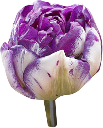 Tulip Flower Seeds Planting White Lavender