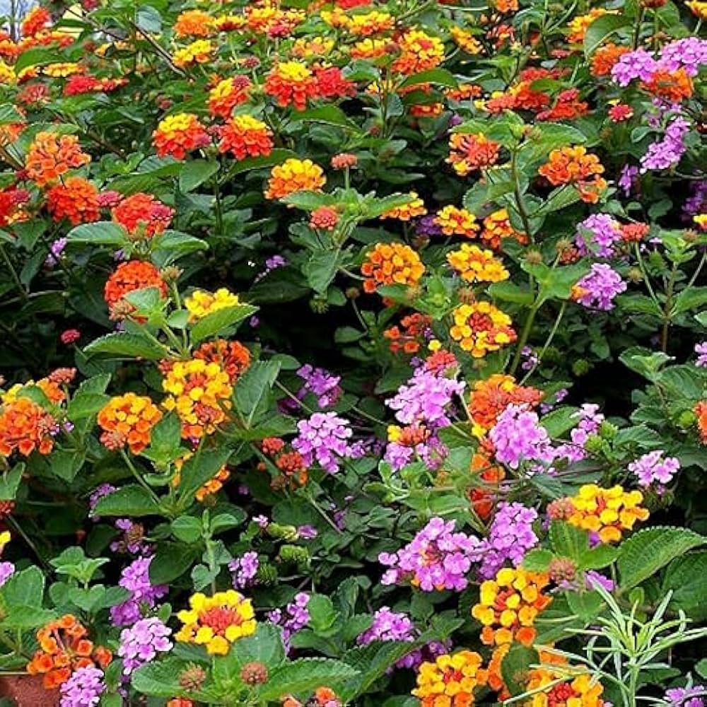 Mixed Colors Flower Seeds Flower seeds for Planting Bright Blooms, Heirloom & GMO Free Seeds for Home Garden vegetable and garden seeds