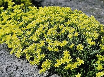 Yellow Sedum Flower seeds for Planting Fragrant Blossoms, Heirloom & GMO Free Seeds for Home Garden vegetable and garden seeds