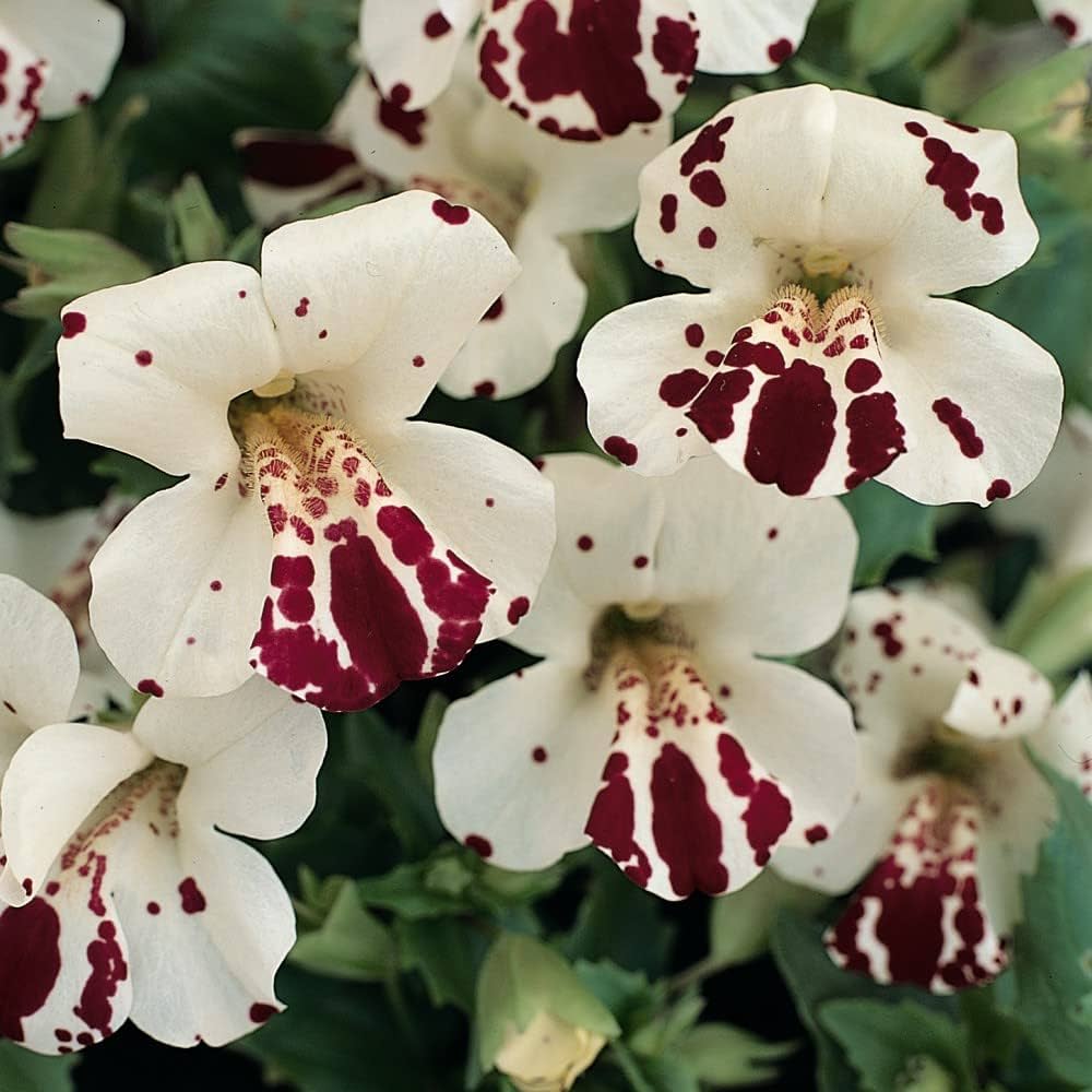 White Mimulus Hybridus Flower seeds for Planting Seasonal Bloomer, Heirloom & GMO Free Seeds for Home Garden seeds for planting