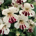 White Mimulus Hybridus Flower seeds for Planting Seasonal Bloomer, Heirloom & GMO Free Seeds for Home Garden seeds for planting