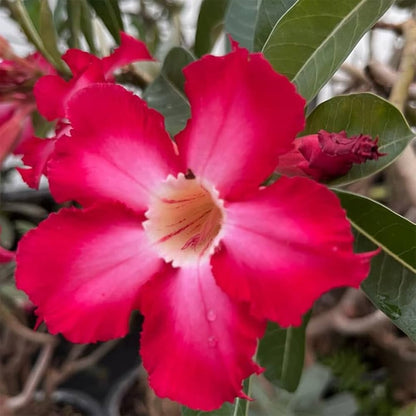 Pink Adenium Obesum Flower seeds for Planting Sun Loving Heirloom & GMO Free Seeds for Home Garden