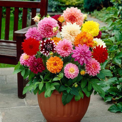Perennial Flower seeds for Planting Seasonal Bloomer Heirloom & GMO Free Seeds for Home Garden