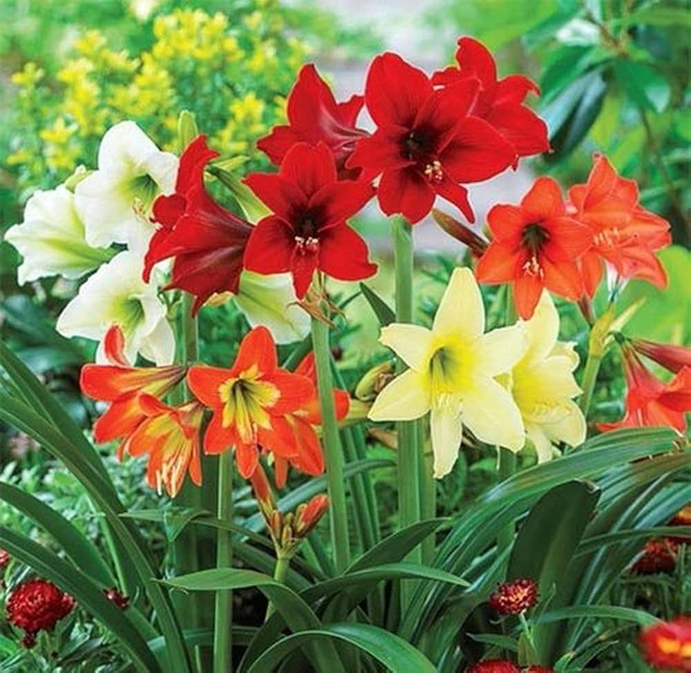 Mixed Amaryllis Bulbs Flower seeds for Planting Bright Blooms, Heirloom & GMO Free Seeds for Home Garden seeds for planting