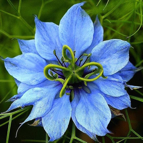 Premium Blue Nigella Jekyll Flower seeds for Planting Bright Blooms, Heirloom & GMO Free Seeds for Home Garden seeds