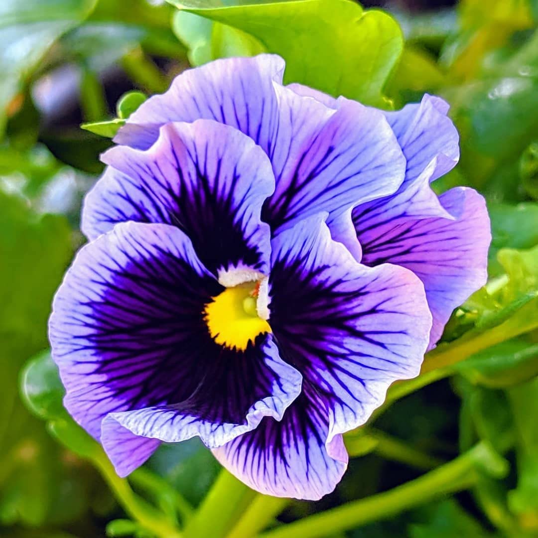 Mix Pansy Flower seeds for Planting Premium Quality, Heirloom & GMO Free Seeds for Home Garden seeds for planting