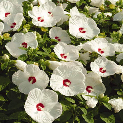 Mix Hibiscus Luna Flower seeds for Planting Cut Flower Favorite Heirloom & GMO Free Seeds for Home Garden