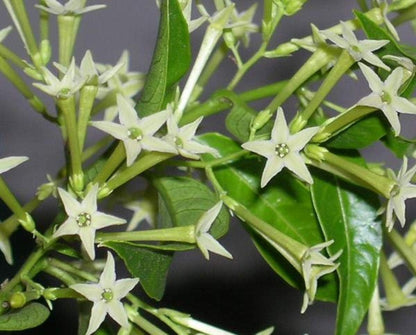 Cestrum Nocturnum Flower seeds for Planting Fragrant Blossoms Heirloom & GMO Free Seeds for Home Garden 
 
 Sale for planting in home garden
