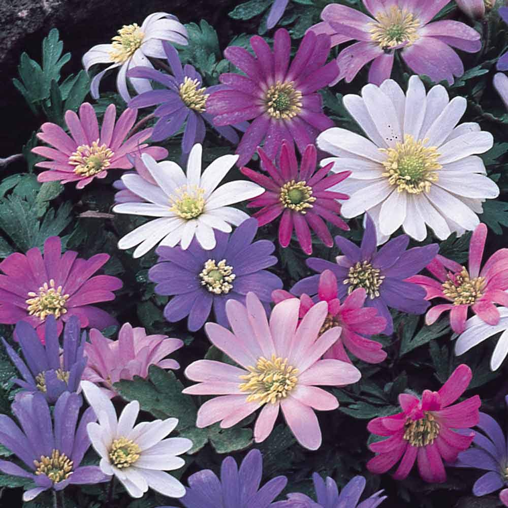 Anemone Blanda Flower seeds for Planting Fragrant Blossoms, Heirloom & GMO Free Seeds for Home Garden seeds for planting