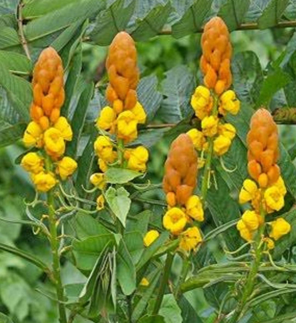 Premium Yellow Cassia Candlestick Flower seeds for Planting Cottage Garden Essential, Heirloom & GMO Free Seeds for Home Garden seeds