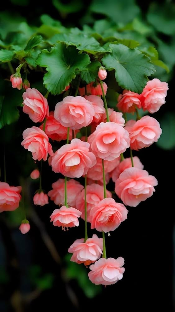 High quality Begonia Boliviensis Flower seeds for Planting Perfect for Borders, Heirloom & GMO Free Seeds for Home Garden seeds pack