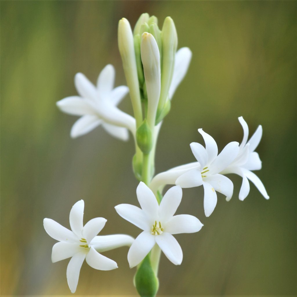 Tuberose Flower seeds for Planting - Vibrant Colors, Heirloom & GMO Free Seeds for Home Garden